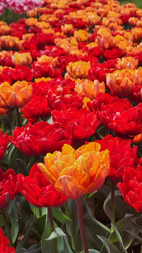 Orange and red peony tulips in a dense garden field