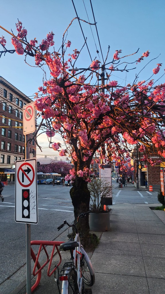 Cherry blossom tree on a city street at golden hour
