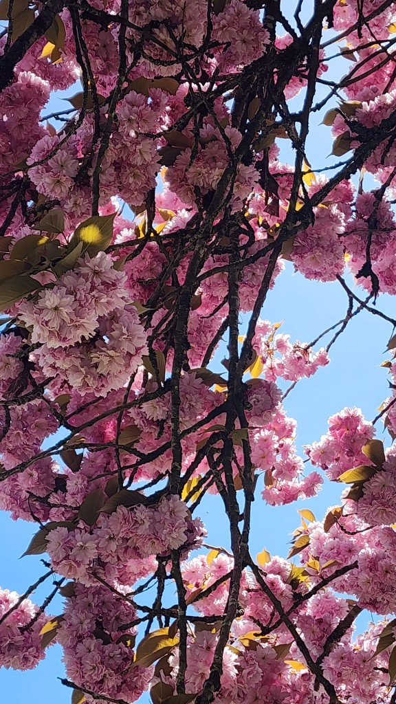 Pink cherry blossoms against a clear blue sky