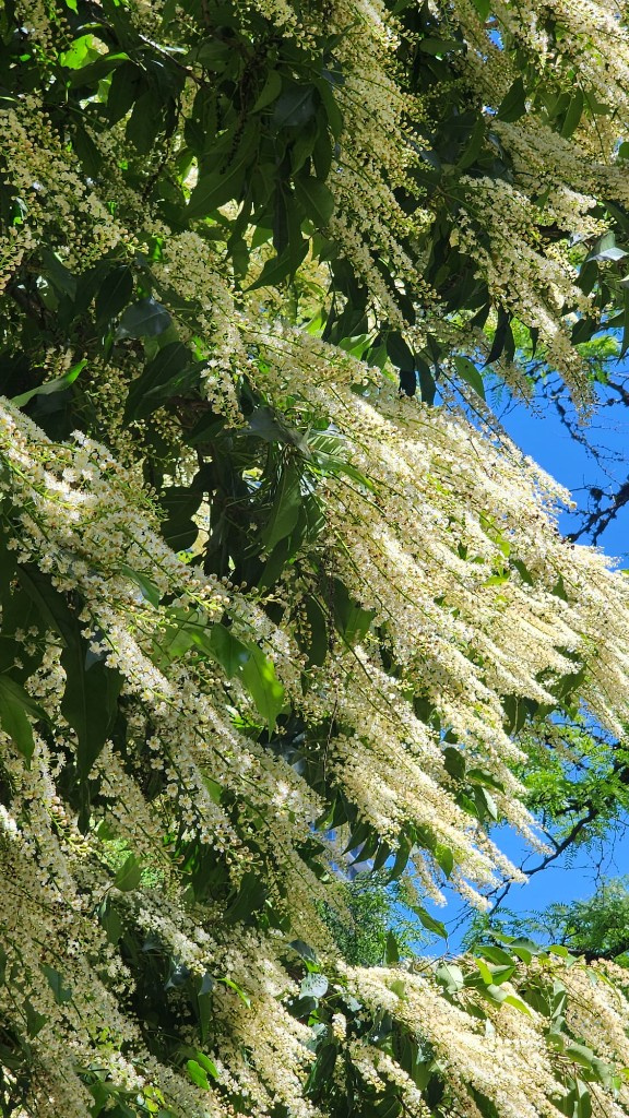 White blossom clusters hanging from a tree canopy