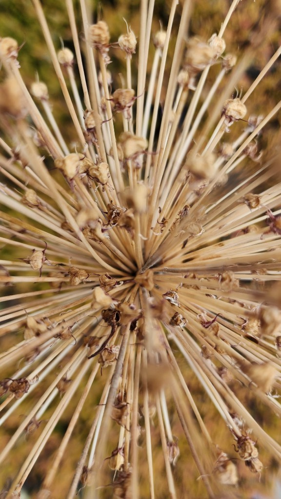 Dried seed head radiating in a starburst against garden foliage