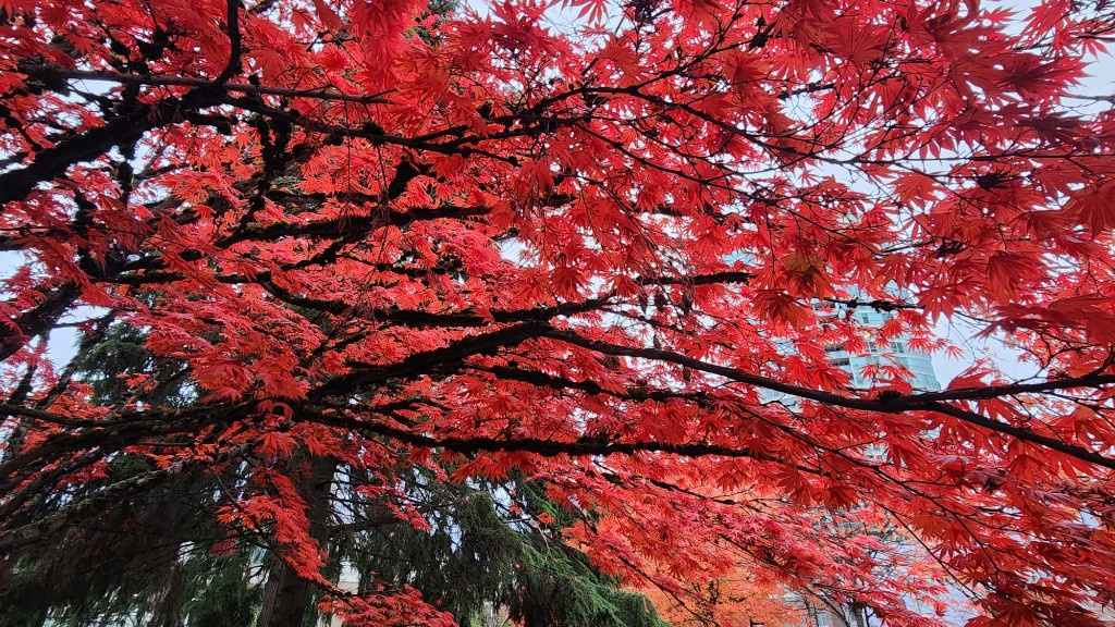 Japanese maple with bright red autumn leaves