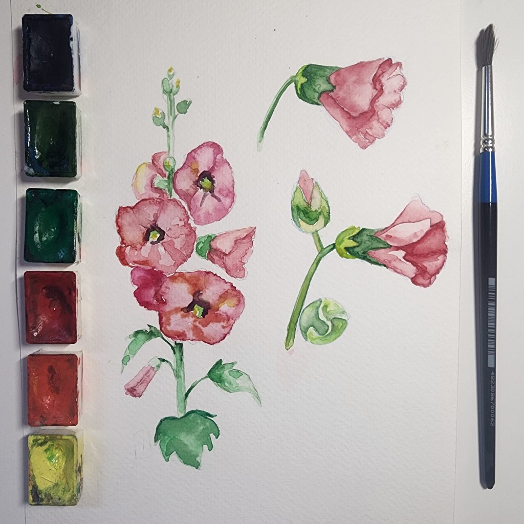 Watercolor hollyhock studies with paint pans and a brush